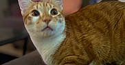 Ginger joined the competition — help win amazing prizes! animal, blurred_background, cat, closeup, couch, curious, domestic, ears, fur, furniture, home, indoor, looking_away, mammal, orange_cat, pet, resting, soft_lighting, whiskers, white_cat