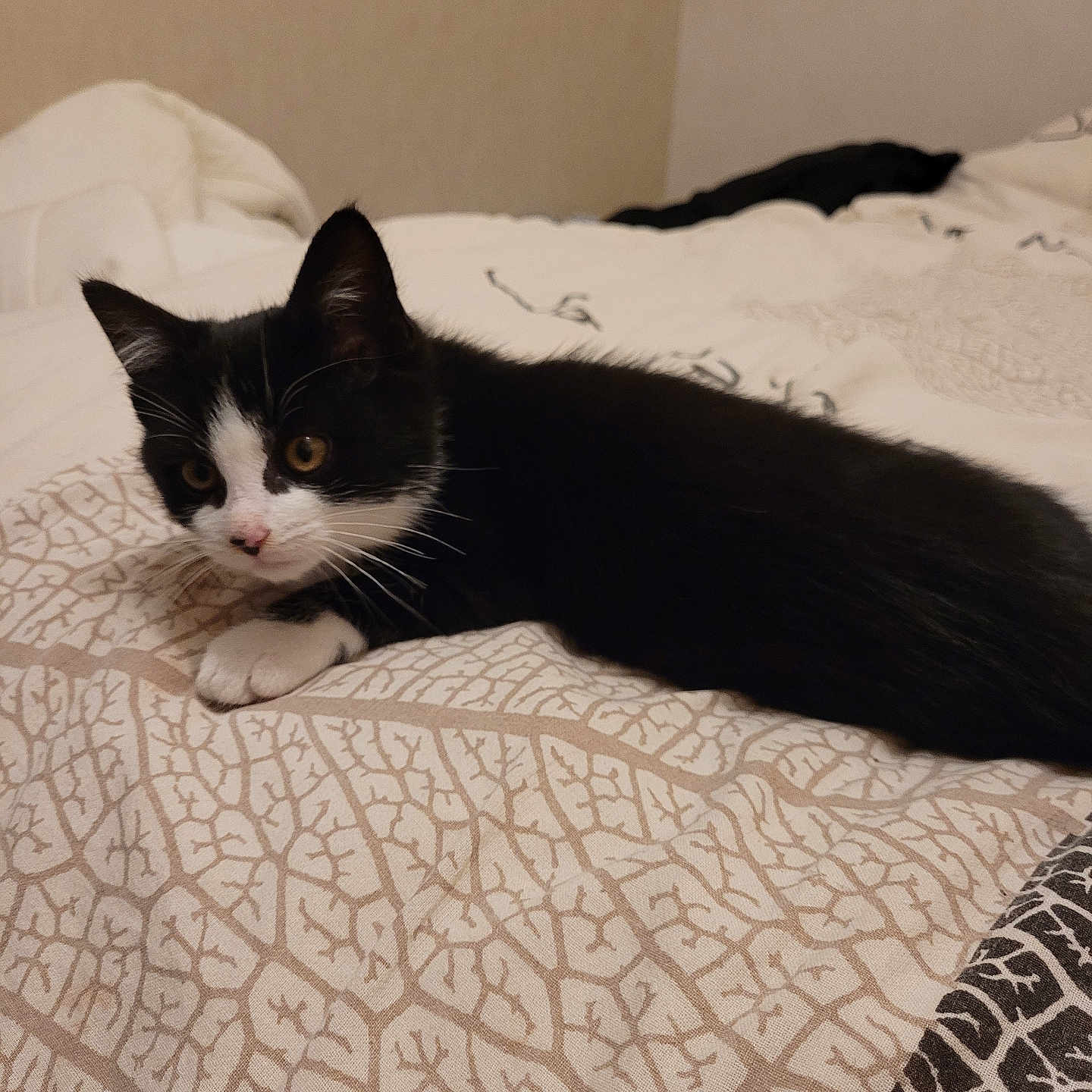 Eclair participe au concours pour gagner de l'argent avec cette photo : animal, bed, bedspread, black_and_white, cat, cute, domestic, ears, feline, fur, indoor, kitten, looking, lying_down, pattern, pet, resting, small, whiskers, young