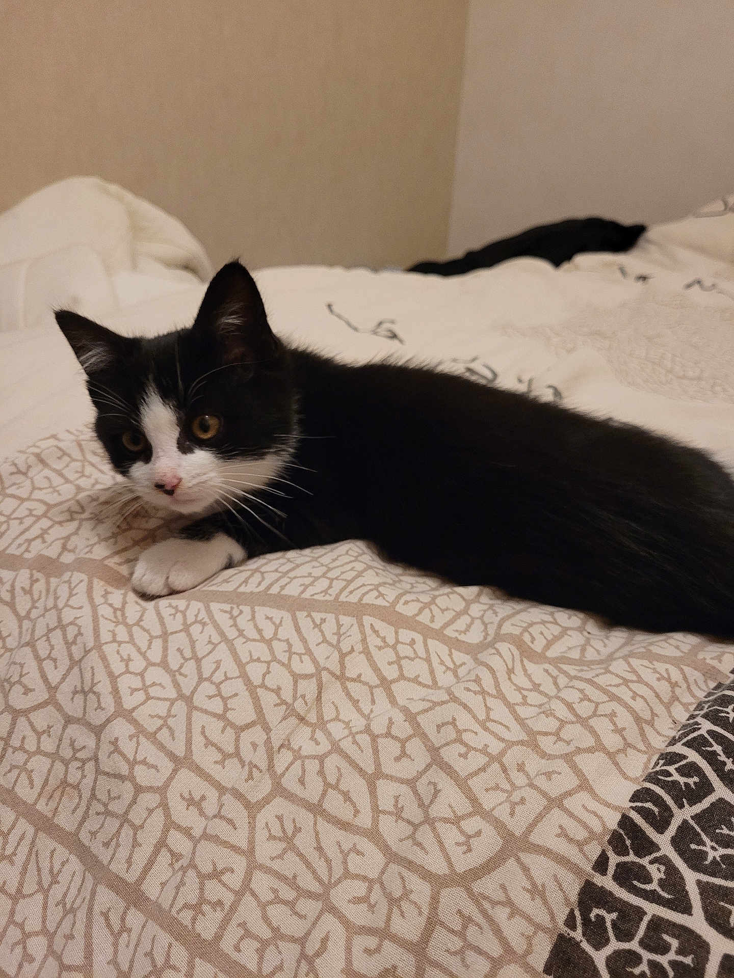 Eclair participe au concours pour gagner de l'argent avec cette photo : kitten, cat, black_and_white, bed, bedspread, pattern, indoor, pet, animal, fur, whiskers, cute, young, resting, lying_down, looking, ears, small, domestic, feline