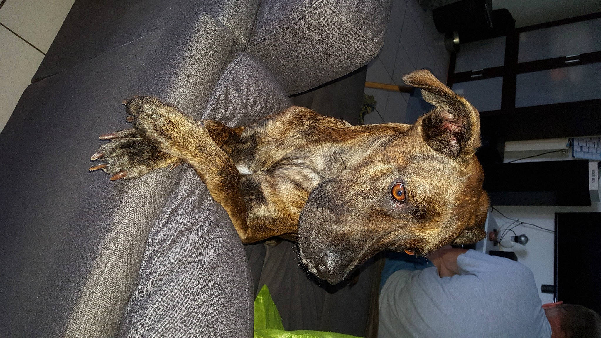 Olaf participe au concours pour gagner de l'argent avec cette photo : art, canidae, carnivore, collar, companion_dog, dog, dog_breed, dog_collar, ear, fawn, fur, guard_dog, hat, horn, jaw, natural_material, snout, sporting_group, whiskers, working_animal