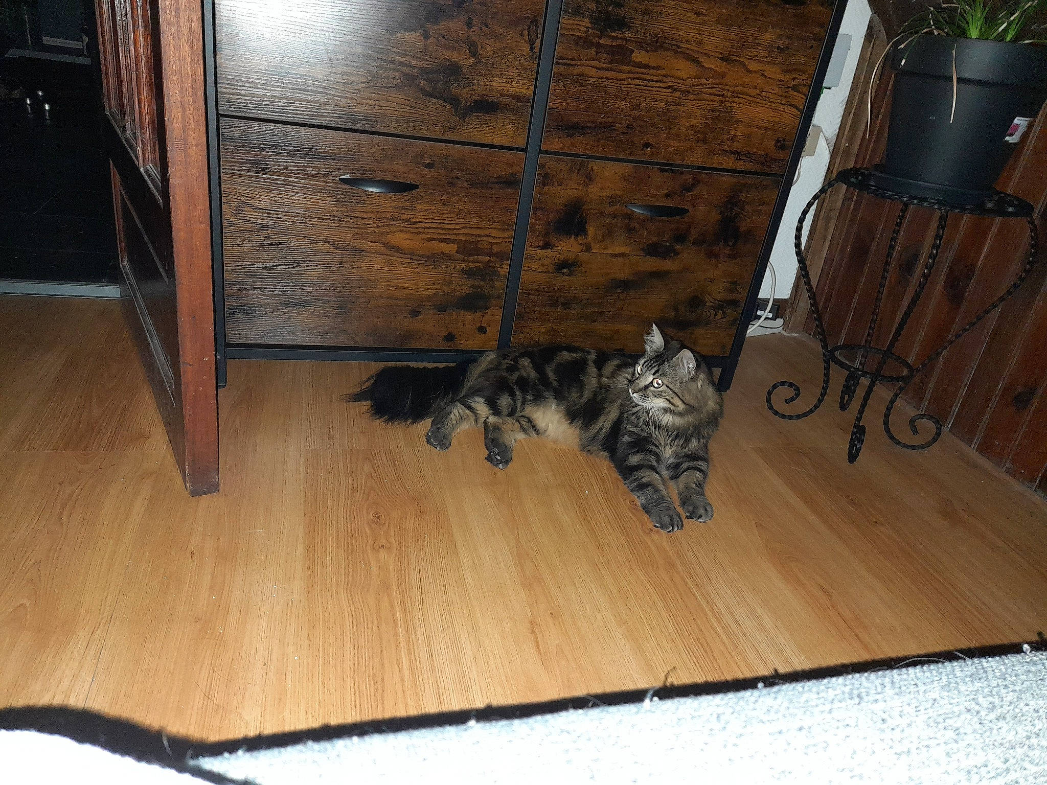 Mister participe au concours pour gagner de l'argent avec cette photo : brown, cabinetry, carnivore, cat, drawer, felidae, floor, flooring, hardwood, laminate_flooring, plank, plywood, room, small_to_medium_sized_cats, tail, varnish, whiskers, wood, wood_flooring, wood_stain