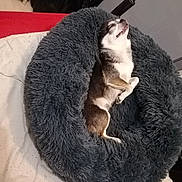 Louna a rejoint le concours — aidez-le/la à gagner de superbes lots ! abyssinian, animal, beagle, blanket, canine, cat, chihuahua, couch, cushion, dog, dogbed, furniture, homedecor, hound, husky, kitten, person, pet, puppy, sleeping