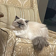 Noor is registered to the contest to win money with this photo: armchair, beige, cat, cozy, cream, cute, domestic_cat, ears, face, fluffy, furniture, home, indoor, long_hair, patterned_fabric, pet, relaxed, resting, tail, whiskers