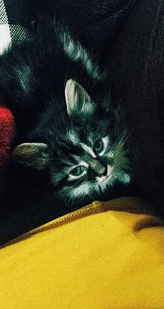 Squishy is registered to the contest to win money with this photo: asian, black_cat, carnivore, cat, domestic_short_haired_cat, ear, felidae, fur, kitten, small_to_medium_sized_cats, snout, whiskers