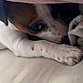 Appie a rejoint le concours — aidez-le/la à gagner de superbes lots ! dog, puppy, blanket, paw, snuggling, resting, cute, brown, white, spots, face, fur, indoor, cozy, closeup, sleepy, soft, comfort, hidden, pet