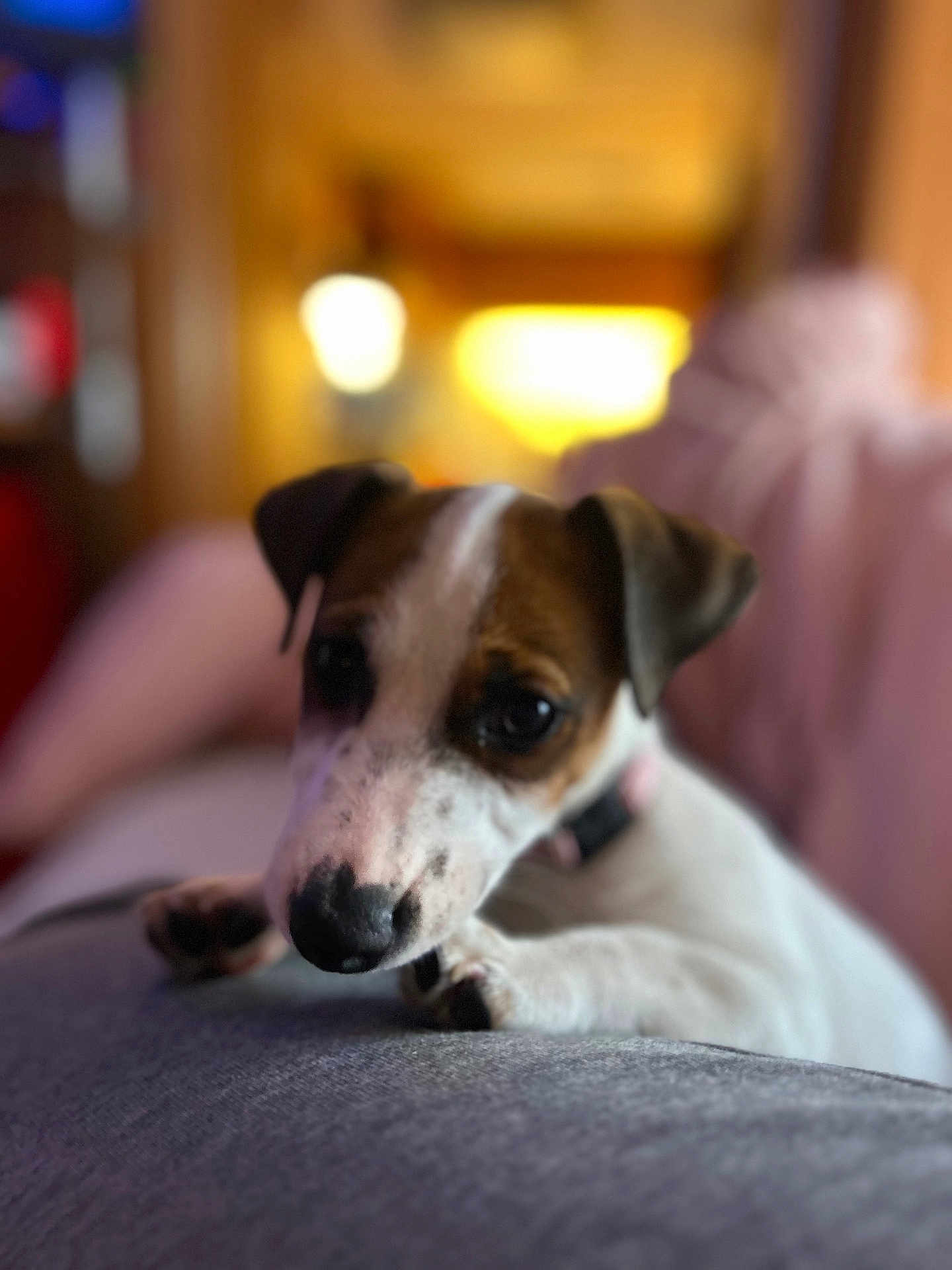 Appie participe au concours pour gagner de l'argent avec cette photo : dog, puppy, close_up, brown, white, resting, soft_focus, indoor, couch, pet, animal, ears, nose, collar, blurred_background, warm_lighting, cute, domestic, young, relaxed