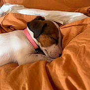 Appie a rejoint le concours — aidez-le/la à gagner de superbes lots ! puppy, dog, sleeping, bed, blanket, orange_bedding, collar, cozy, resting, cute, pet, animal, indoor, comfort, relaxation, fur, nose, ears, peaceful, young_dog