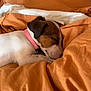 puppy, dog, sleeping, bed, blanket, orange_bedding, collar, cozy, resting, cute, pet, animal, indoor, comfort, relaxation, fur, nose, ears, peaceful, young_dog