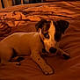 puppy, dog, bed, indoor, brown, white, cute, pet, animal, resting, furniture, blanket, collar, young, domestic, comfort, cozy, looking, paw, ears