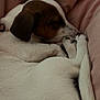 Appie participe au concours pour gagner de l'argent avec cette photo : dog, sleeping, curled_up, blanket, brown_and_white, paw, tail, resting, pet, cozy, fur, animal, indoors, cute, relaxation, snuggle, companion, canine, soft, peaceful