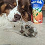 Sanka participe au concours pour gagner de l'argent avec cette photo : dog, sleeping, paw, floor, juice_pouch, capri_sun, indoor, wooden_chair, jeans, relaxing, pet, brown_and_white, fur, close_up, nose, snout, cozy, home, resting, animal