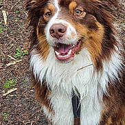 Sanka a rejoint le concours — aidez-le/la à gagner de superbes lots ! animal, australian_shepherd, brown_fur, canine, closeup, dog, ears, friendly, fur, grass, happy, mouth_open, muddy_ground, nature, outdoor, pet, sitting, tongue, wet_fur, white_fur