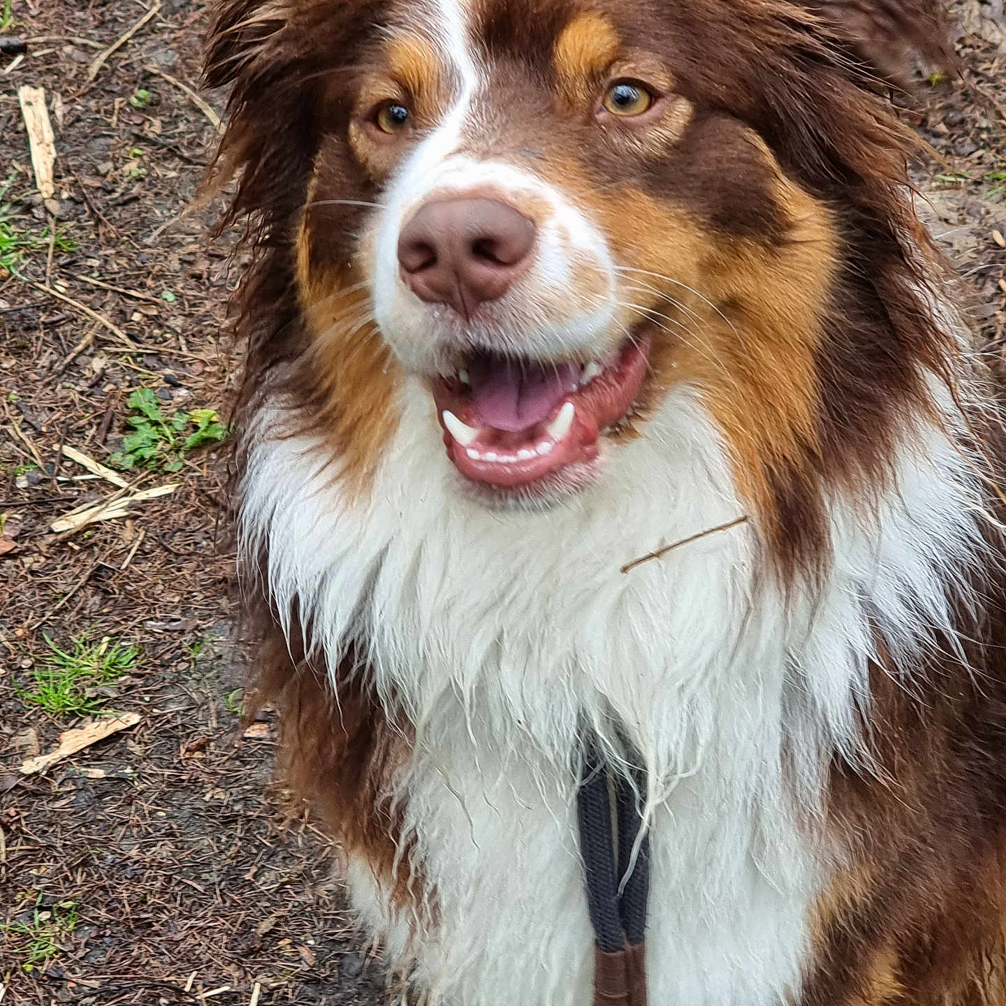 Sanka a rejoint le concours — aidez-le/la à gagner de superbes lots ! animal, australian_shepherd, brown_fur, canine, closeup, dog, ears, friendly, fur, grass, happy, mouth_open, muddy_ground, nature, outdoor, pet, sitting, tongue, wet_fur, white_fur