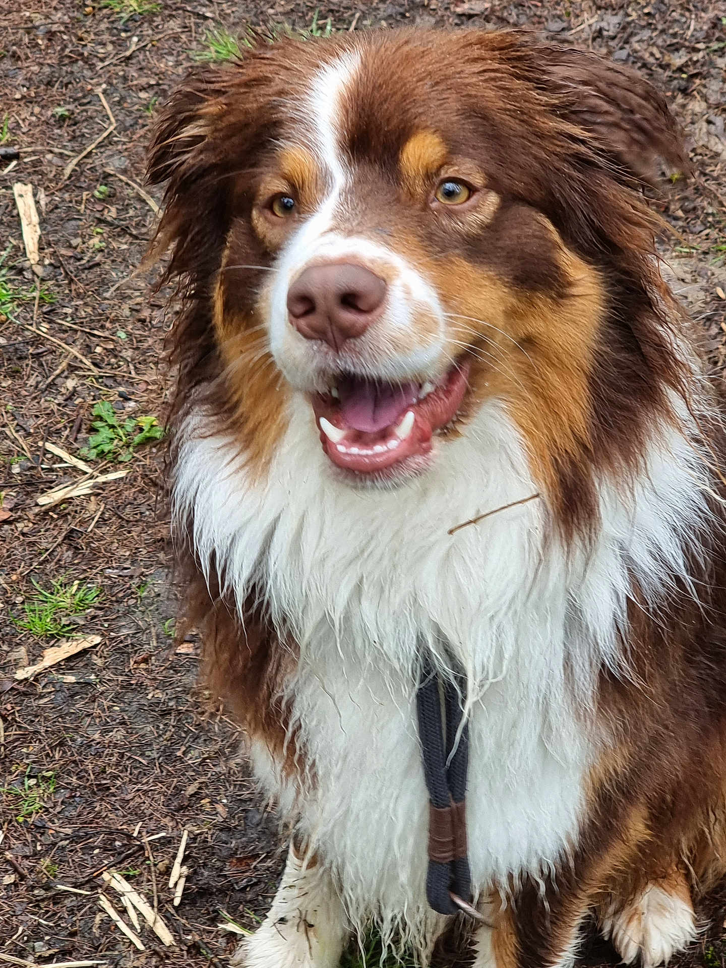 Sanka