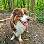 animal, canine, daylight, dog, forest, fur, greenery, happy, leash, leaves, mammal, nature, outdoor, pet, summer, tongue, trail, trees, walking, woods