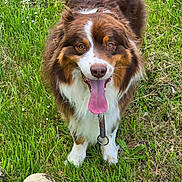 Sanka a rejoint le concours — aidez-le/la à gagner de superbes lots ! dog, grass, soccer_ball, tongue_out, happy, outdoor, pet, animal, playful, brown_fur, white_fur, canine, summer, nature, field, closeup, friendly, fur, mammal, leash
