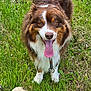 dog, grass, soccer_ball, tongue_out, happy, outdoor, pet, animal, playful, brown_fur, white_fur, canine, summer, nature, field, closeup, friendly, fur, mammal, leash