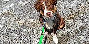 Sanka participe au concours pour gagner de l'argent avec cette photo : adorable, animal, brown, canine, concrete, cute, daylight, dog, leash, looking_up, outdoor, pet, playful, puppy, shadow, sitting, sunny, wet, white, young_dog