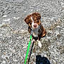 adorable, animal, brown, canine, concrete, cute, daylight, dog, leash, looking_up, outdoor, pet, playful, puppy, shadow, sitting, sunny, wet, white, young_dog
