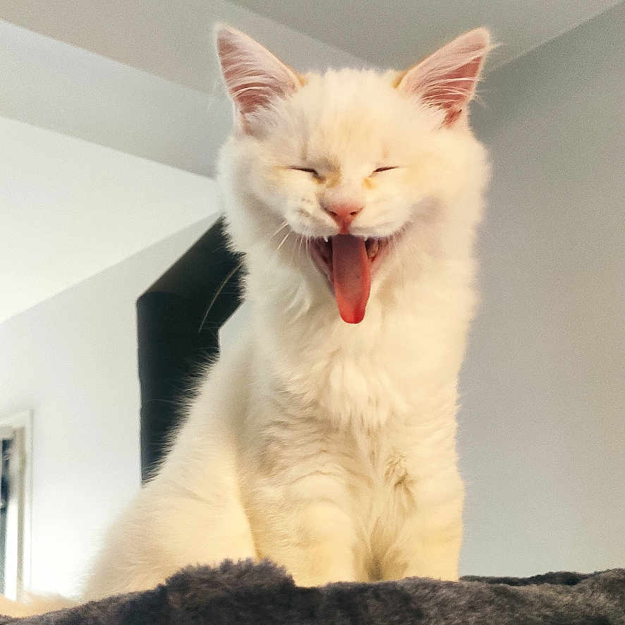 Olaf a rejoint le concours — aidez-le/la à gagner de superbes lots ! abyssinian, accessories, angora, animal, blanket, bodypart, cat, couch, face, furniture, head, kitten, manx, mouth, person, pet, siamese, strap, teeth, tongue