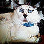 cat, blue_eyes, fluffy, white_fur, black_markings, denim_collar, indoor, bookshelf, bag, relaxed, pet, feline, close_up, whiskers, ears, paw, fur, domestic_animal, portrait, resting