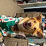 Milo Bravo is registered to the contest to win money with this photo: canidae, carnivore, companion_dog, dog, dog_breed, dog_clothes, dog_supply, eyewear, fashion_accessory, fur, leash, motor_vehicle, small_terrier, snout, sporting_group, sunglasses, terrier, vehicle, working_animal