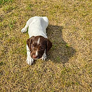 Sasha joined the competition — help win amazing prizes! puppy, dog, brown, white, grass, outdoor, young, pet, animal, lying, curious, shadow, nature, cute, fur, small, playful, daylight, closeup, adorable