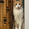 cat, orange_cat, white_cat, pet, animal, indoor, wooden_railings, wall, curious, sitting, feline, whiskers, ears, eyes, portrait, domestic, cute, looking, still, home