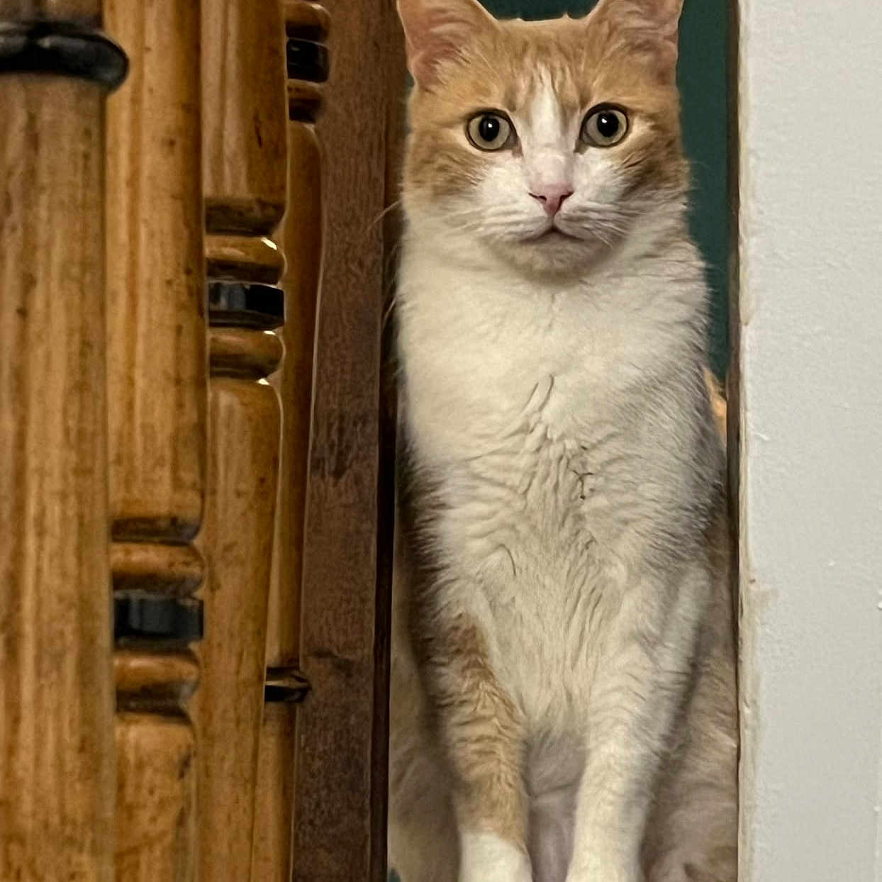 Rouquinou a rejoint le concours — aidez-le/la à gagner de superbes lots ! cat, orange_cat, white_cat, pet, animal, indoor, wooden_railings, wall, curious, sitting, feline, whiskers, ears, eyes, portrait, domestic, cute, looking, still, home