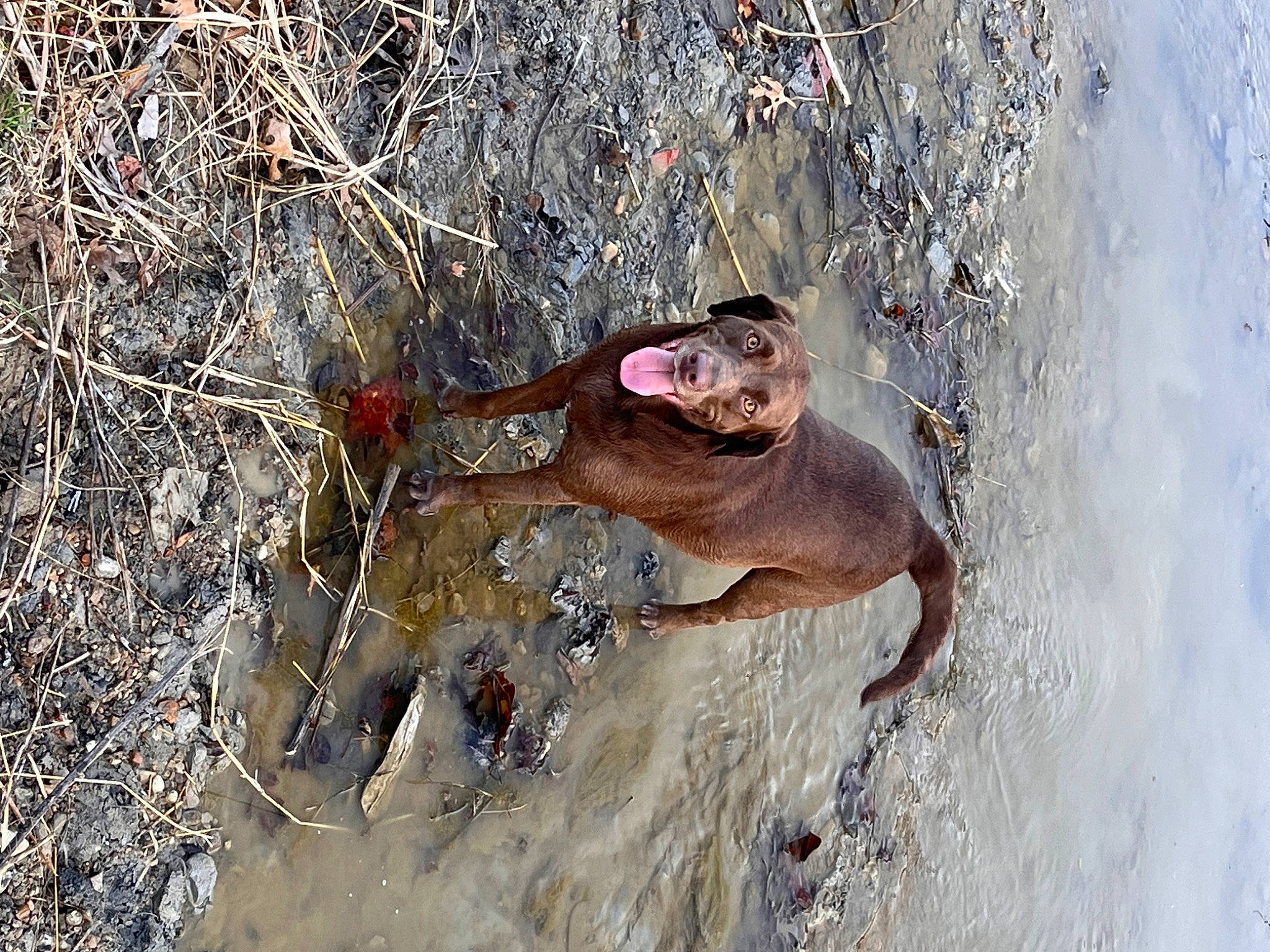 Coco joined the competition — help win amazing prizes! canidae, carnivore, dog, dog_breed, fawn, freezing, recreation, snout, soil, sporting_group, tail, water, wildlife, winter, wood