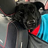 dog, black_dog, pet, animal, car, car_interior, backseat, road_trip, seated, close_up, portrait, face, eyes, floppy_ears, black_fur, nose, collar, clothing, child_seat, travel