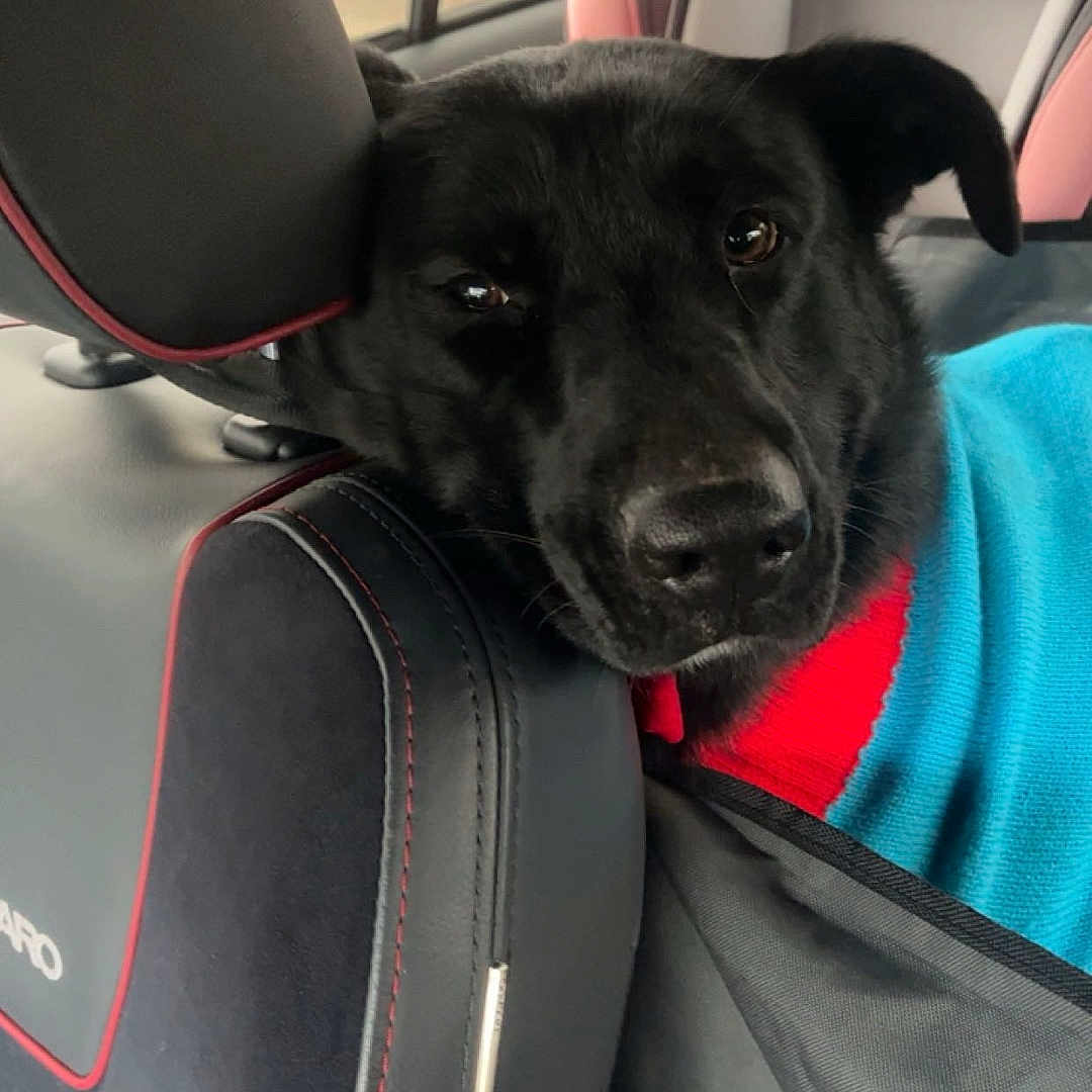 Mowgli is registered to the contest to win money with this photo: dog, black_dog, pet, animal, car, car_interior, backseat, road_trip, seated, close_up, portrait, face, eyes, floppy_ears, black_fur, nose, collar, clothing, child_seat, travel
