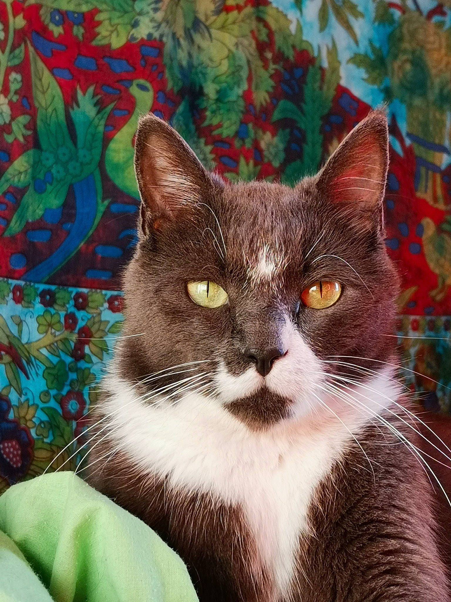 Tobias participe au concours pour gagner de l'argent avec cette photo : art, art_paint, carnivore, cat, domestic_short_haired_cat, felidae, fur, grass, green, head, iris, paint, painting, plant, small_to_medium_sized_cats, snout, tail, terrestrial_animal, visual_arts, whiskers