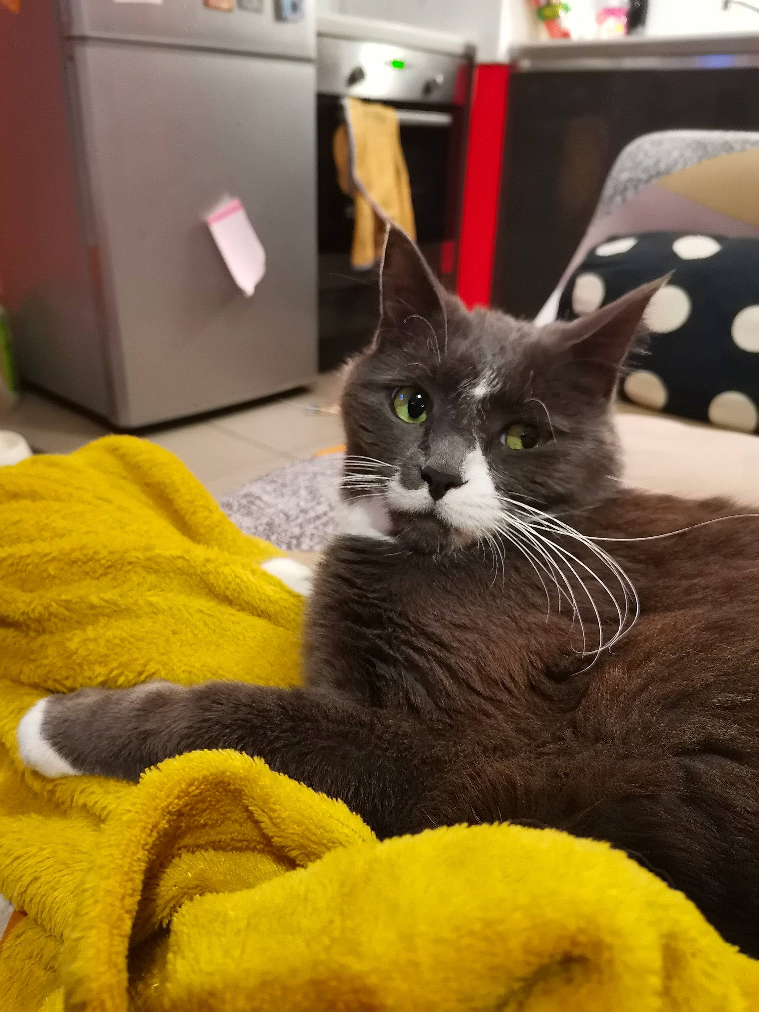 Tobias a rejoint le concours — aidez-le/la à gagner de superbes lots ! black, black_cat, carnivore, cat, cat_bed, cat_supply, claw, comfort, domestic_short_haired_cat, felidae, fur, grey, living_room, paw, pet_supply, room, small_to_medium_sized_cats, snout, tail, whiskers