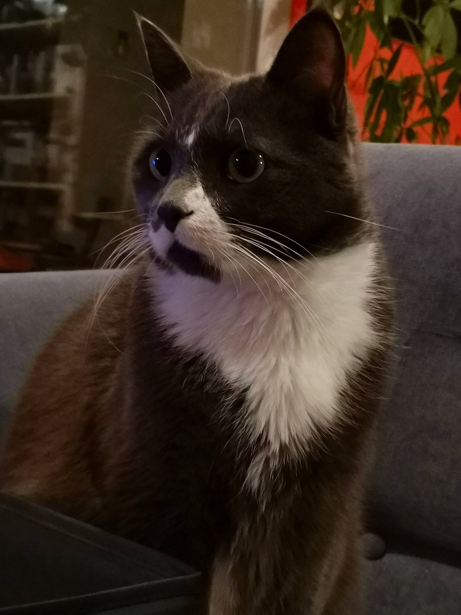 Tobias participe au concours pour gagner de l'argent avec cette photo : carnivore, cat, domestic_short_haired_cat, door, eye, felidae, fur, grey, monochrome, monochrome_photography, paw, plant, sitting, small_to_medium_sized_cats, snout, tail, terrestrial_animal, whiskers, window