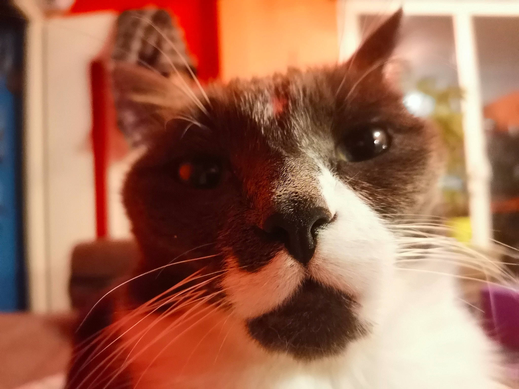 Tobias a rejoint le concours — aidez-le/la à gagner de superbes lots ! carnivore, cat, domestic_short_haired_cat, felidae, fur, human_body, iris, small_to_medium_sized_cats, snout, whiskers, window