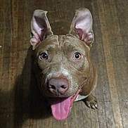 Baby Momma joined the competition — help win amazing prizes! dog, pet, animal, canine, ears, tongue, happy, looking_up, brown, floor, wood, indoor, closeup, cute, friendly, muzzle, eyes, nose, domestic, playful