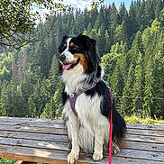 Lalie a rejoint le concours — aidez-le/la à gagner de superbes lots ! animal, bench, blue_sky, canine, clouds, daytime, dog, forest, grass, happy, harness, leash, nature, outdoor, pet, scenic, sitting, sunlight, trees, wood