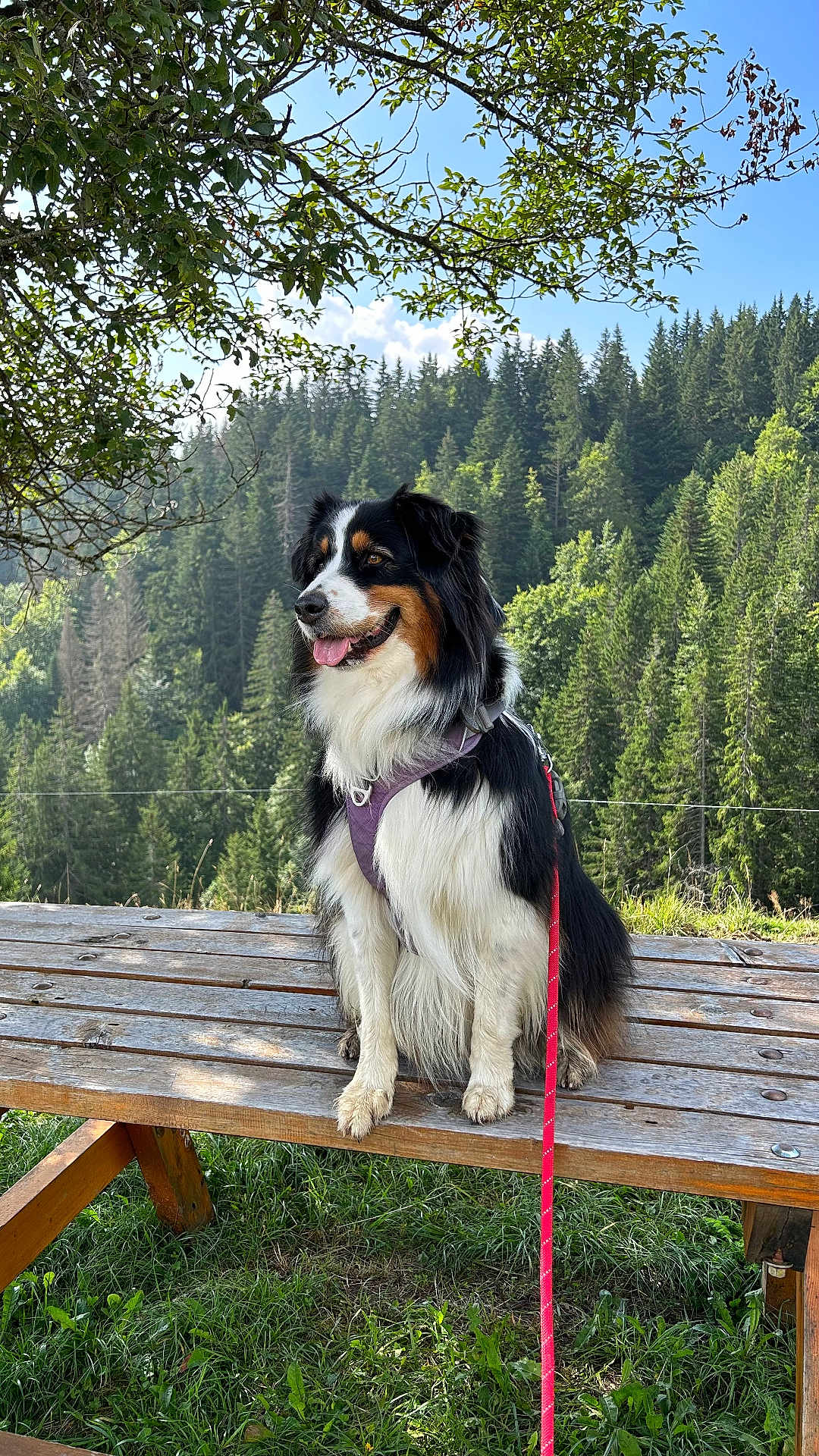 Lalie a rejoint le concours — aidez-le/la à gagner de superbes lots ! animal, bench, blue_sky, canine, clouds, daytime, dog, forest, grass, happy, harness, leash, nature, outdoor, pet, scenic, sitting, sunlight, trees, wood