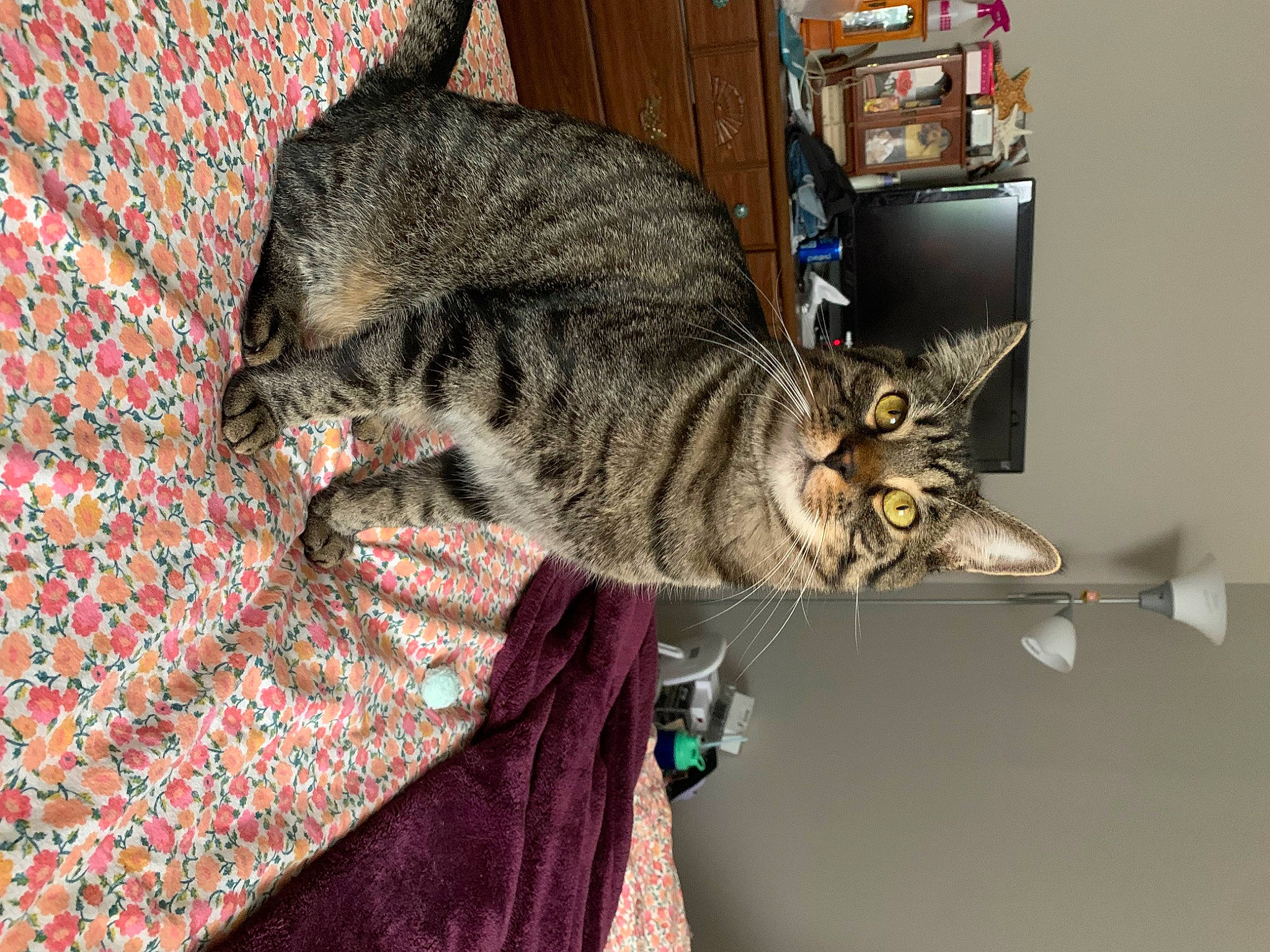 Phelix is registered to the contest to win money with this photo: carnivore, cat, domestic_short_haired_cat, felidae, fur, pattern, small_to_medium_sized_cats, snout, tail, terrestrial_animal, whiskers