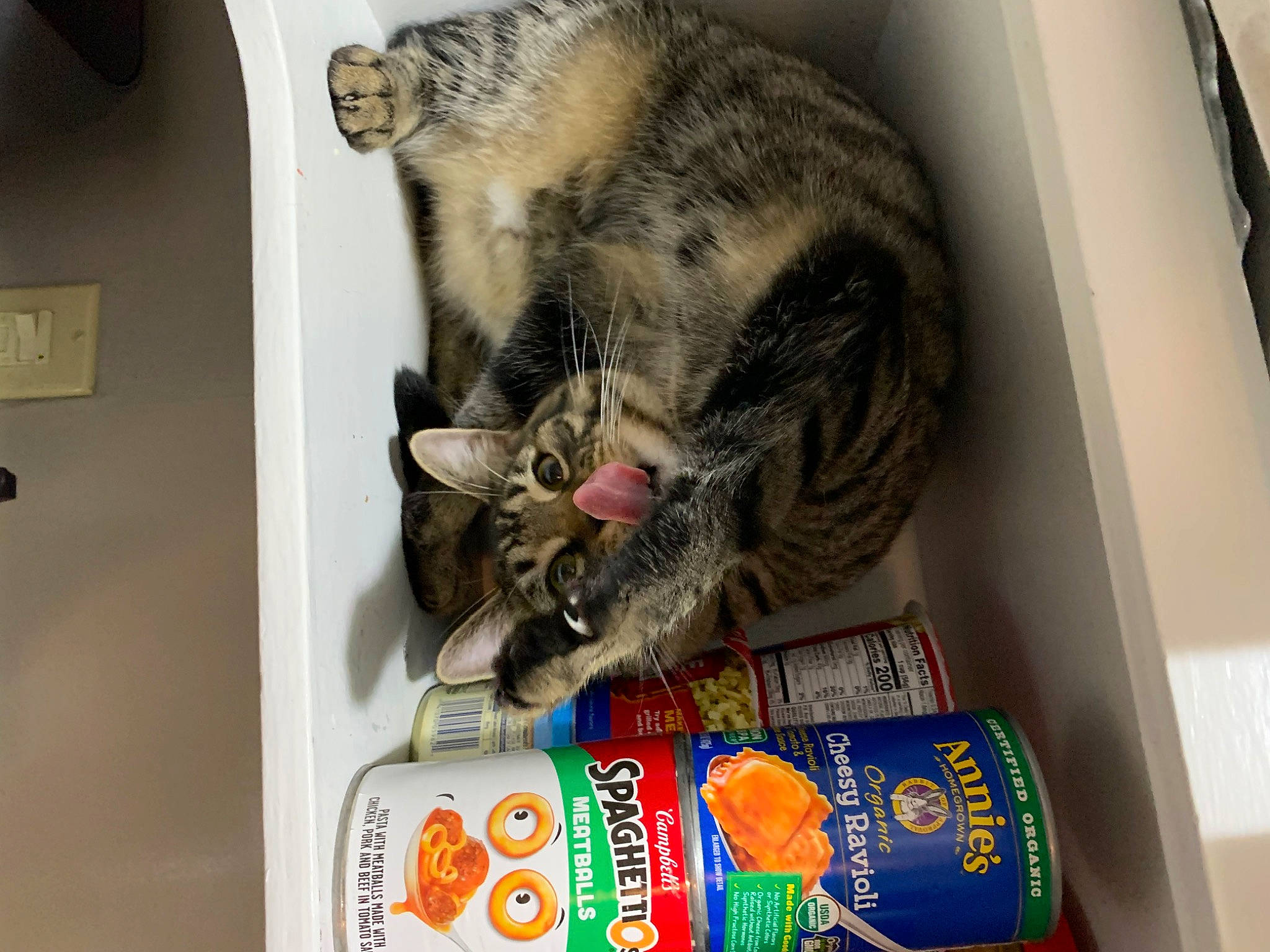 Phelix is registered to the contest to win money with this photo: carnivore, cat, cat_supply, claw, comfort_food, domestic_short_haired_cat, felidae, food, food_storage, fur, junk_food, light_switch, pantry, paw, pet_food, power_plugs_and_sockets, small_to_medium_sized_cats, tail, wall_plate, whiskers