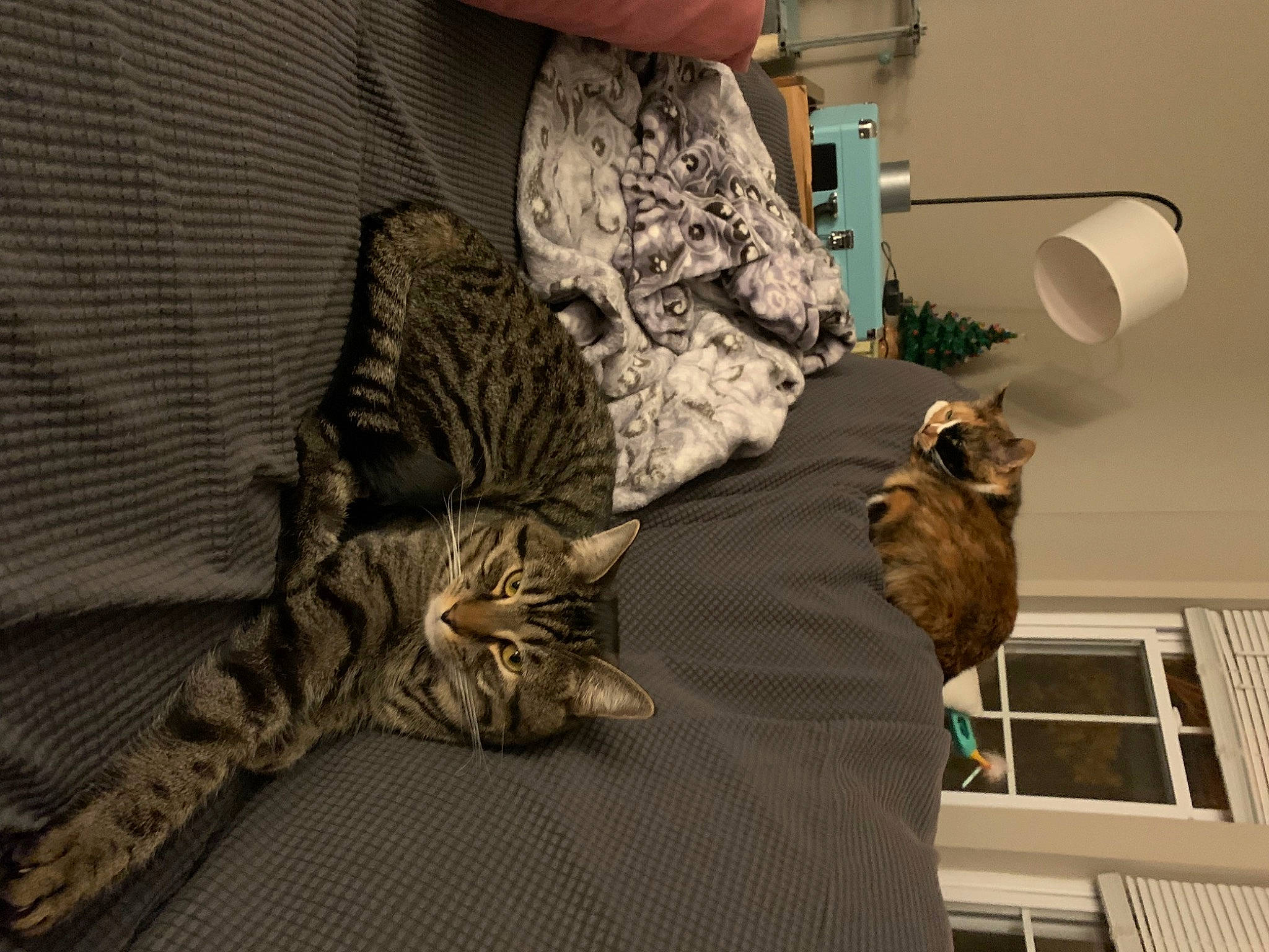 Phelix is registered to the contest to win money with this photo: carnivore, cat, comfort, domestic_short_haired_cat, felidae, flooring, fur, grey, hardwood, human_leg, linens, pattern, room, sitting, small_to_medium_sized_cats, tail, tree, whiskers, window, wood