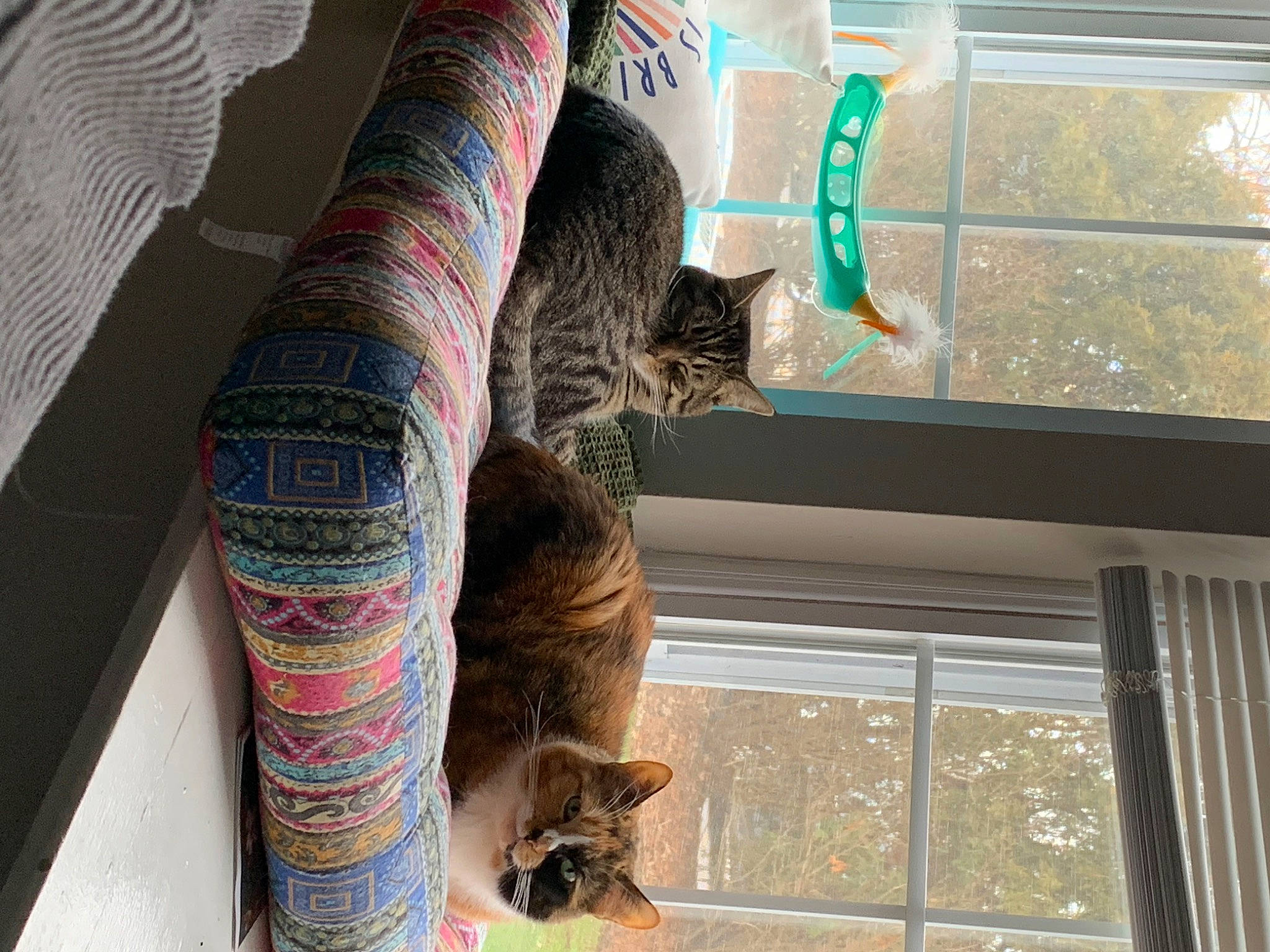 Phelix is registered to the contest to win money with this photo: carnivore, cat, comfort, domestic_short_haired_cat, felidae, fur, human_leg, linens, mammal, pattern, room, small_to_medium_sized_cats, tail, textile, tints_and_shades, tree, whiskers, window, wood, wool