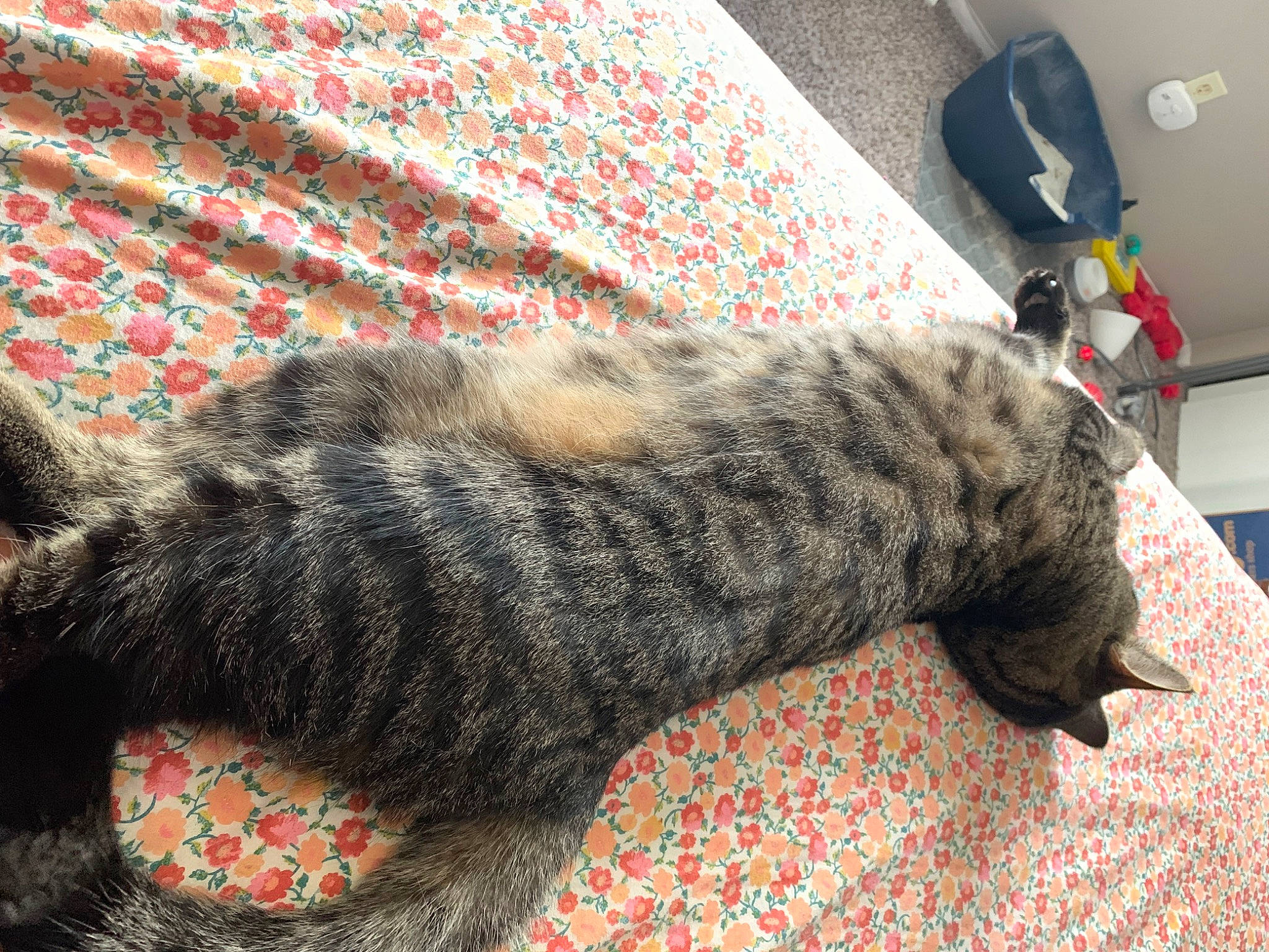 Phelix joined the competition — help win amazing prizes! carnivore, cat, claw, comfort, dog_breed, domestic_short_haired_cat, felidae, flooring, fur, grey, military_camouflage, nap, pattern, paw, sleep, small_to_medium_sized_cats, sporting_group, tail, terrestrial_animal, whiskers