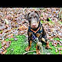 dog, puppy, outdoor, autumn, leaves, moss, nature, pet, animal, brown, black, sitting, curious, young, canine, harness, playful, closeup, forest_floor, daylight