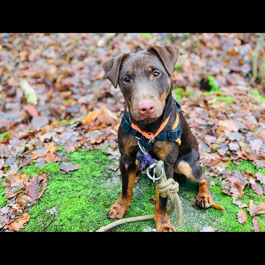 Snow a rejoint le concours — aidez-le/la à gagner de superbes lots ! animal, autumn, black, brown, canine, closeup, curious, daylight, dog, forest_floor, harness, leaves, moss, nature, outdoor, pet, playful, puppy, sitting, young