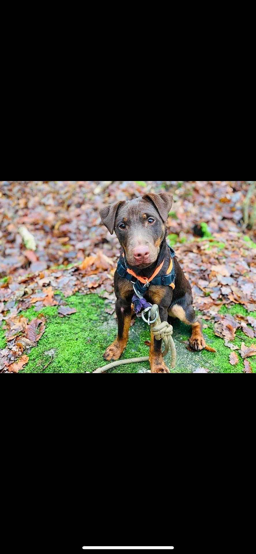Snow a rejoint le concours — aidez-le/la à gagner de superbes lots ! dog, puppy, outdoor, autumn, leaves, moss, nature, pet, animal, brown, black, sitting, curious, young, canine, harness, playful, closeup, forest_floor, daylight