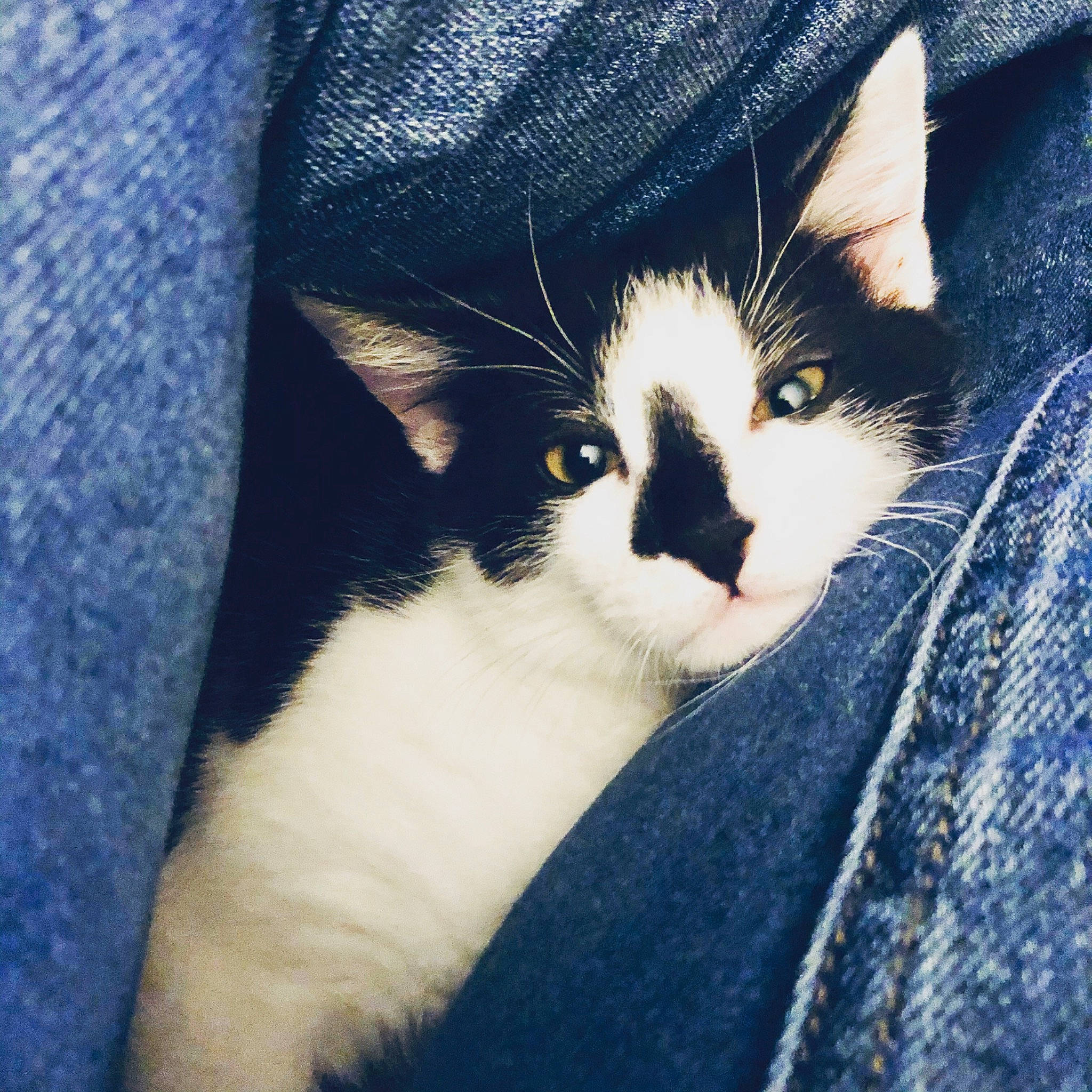 Yuki participe au concours pour gagner de l'argent avec cette photo : aegean_cat, american_wirehair, black_and_white, carnivore, cat, domestic_short_haired_cat, ear, eye, felidae, fur, kitten, polydactyl_cat, small_to_medium_sized_cats, snout, whiskers