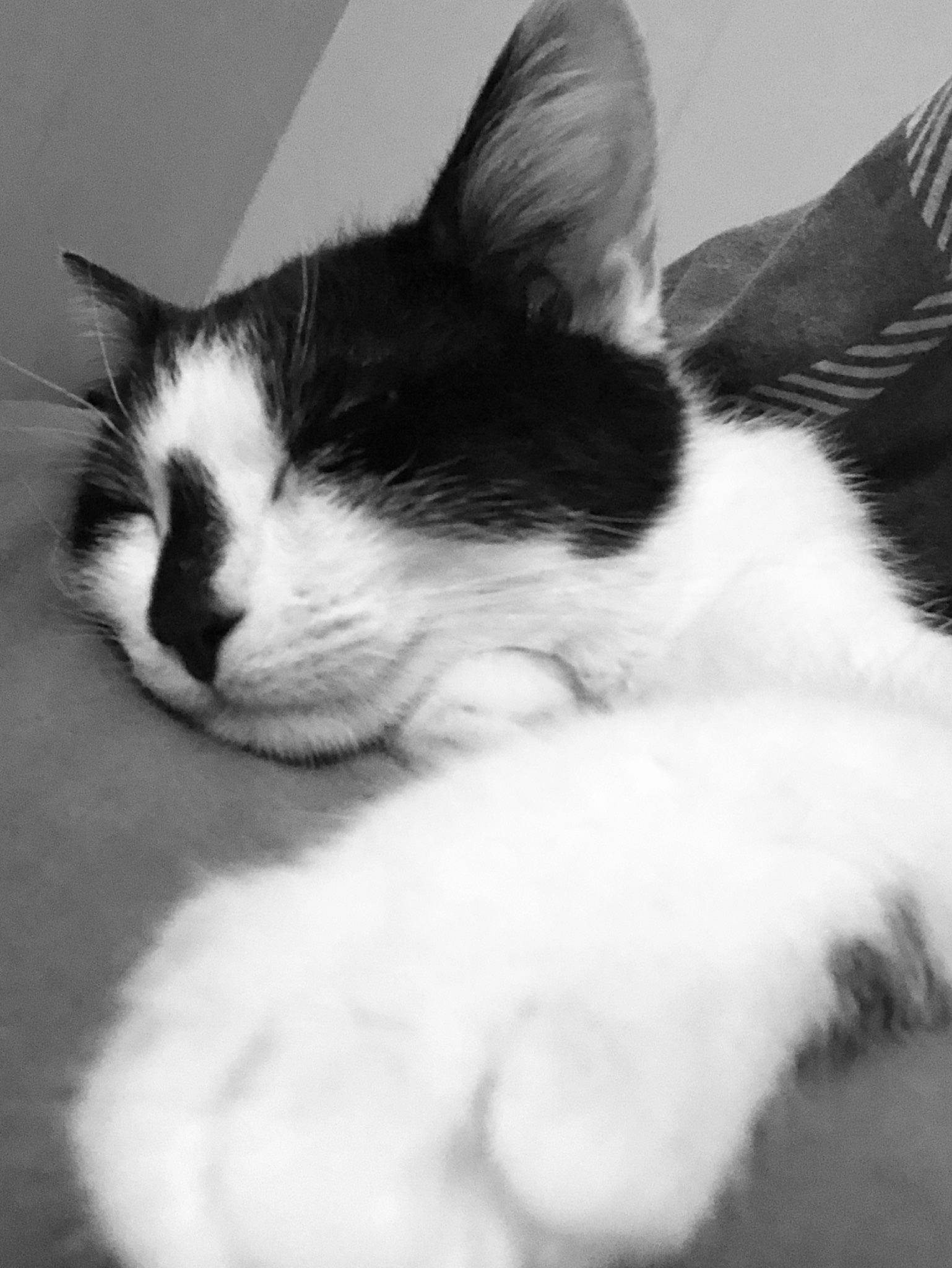 Yuki participe au concours pour gagner de l'argent avec cette photo : black_and_white, carnivore, cat, ear, felidae, fur, kitten, mammal, monochrome, monochrome_photography, nap, paw, photography, polydactyl_cat, small_to_medium_sized_cats, snout, style, tail, whiskers
