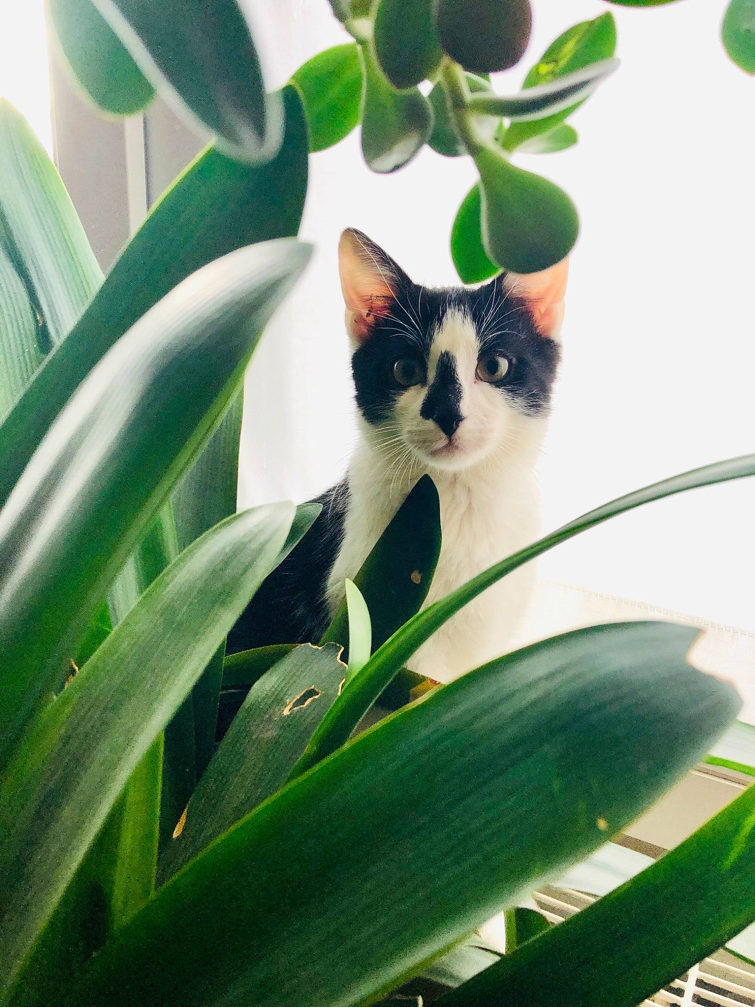 Yuki participe au concours pour gagner de l'argent avec cette photo : amaryllis_family, botany, carnivore, cat, eye, felidae, flower, green, hippeastrum, houseplant, kitten, leaf, organism, plant, plant_stem, small_to_medium_sized_cats, tail, whiskers